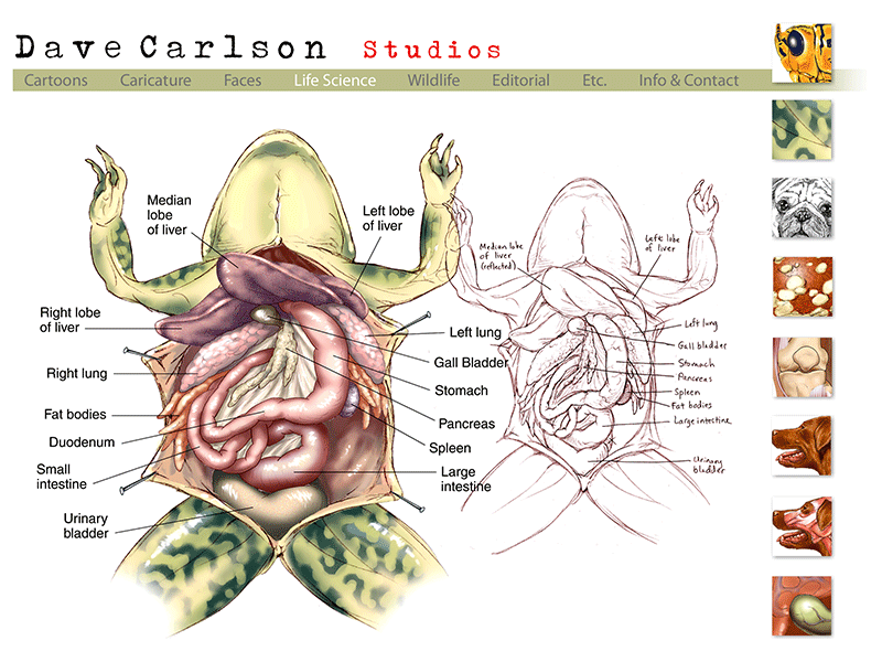 frog anatomy ... life science illustrations of Dave Carlson parts of a bat diagram 