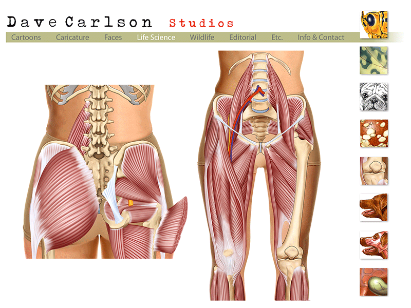Pelvis Thigh Muscles Life Science Illustrations Of Dave Carlson